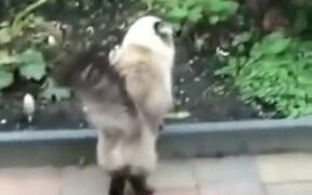 Fat Cat Has The Moves Of A Ninja - Animals - VIDEOTIME.COM