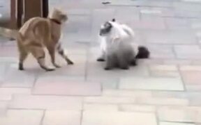 Fat Cat Has The Moves Of A Ninja - Animals - VIDEOTIME.COM