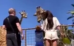 Kid Gets A Nice Lift From A Giraffe - Animals - VIDEOTIME.COM