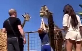 Kid Gets A Nice Lift From A Giraffe - Animals - VIDEOTIME.COM