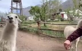 Llamas Don't Like Getting Petted - Animals - VIDEOTIME.COM