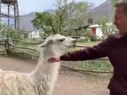 Llamas Don't Like Getting Petted