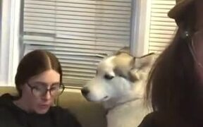 Husky Tells That He Doesn't Want To Lie Down - Animals - VIDEOTIME.COM