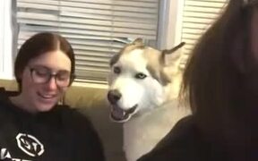 Husky Tells That He Doesn't Want To Lie Down - Animals - VIDEOTIME.COM