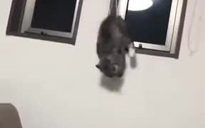 Cat Gets Stuck On Curtain Drawstring - Animals - VIDEOTIME.COM