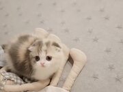 Cute Kitten Funny
