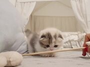 Cute Kitten Funny