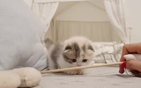 Cute Kitten Funny - Animals - VIDEOTIME.COM