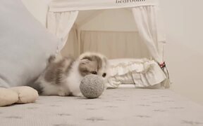 Cute Kitten Funny - Animals - VIDEOTIME.COM
