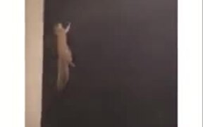 Squirrel Gets A Rug Wall, Is Beyond Happy - Animals - VIDEOTIME.COM