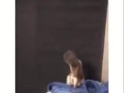 Squirrel Gets A Rug Wall, Is Beyond Happy