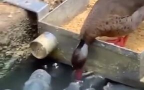 Duck Feeds The Fishes In The Pond - Animals - VIDEOTIME.COM