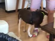 Dog Chases It's Own Tail Around This Guy's Leg