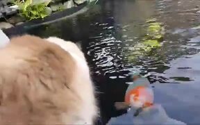 A Fun Cat So Cute - Animals - VIDEOTIME.COM