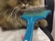 Cat Wants Nothing To Do With Getting Brushed