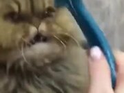 Cat Wants Nothing To Do With Getting Brushed
