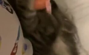  Kitten Plays With Ball - Animals - VIDEOTIME.COM