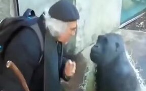 Chimpanzee And Old Man Engaged In AConversation - Animals - VIDEOTIME.COM