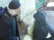 Chimpanzee And Old Man Engaged In AConversation