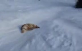 Good Boy Slides Out On The Snow - Animals - VIDEOTIME.COM