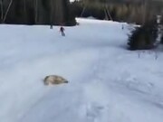 Good Boy Slides Out On The Snow