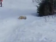 Good Boy Slides Out On The Snow