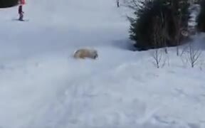 Good Boy Slides Out On The Snow - Animals - VIDEOTIME.COM