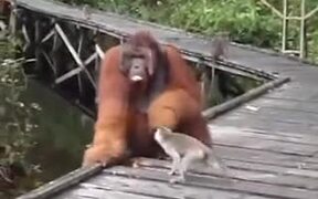 Monkey Steals Banana From Orangutan's Mouth - Animals - VIDEOTIME.COM
