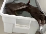Otter Just Won't Share The Shower Head