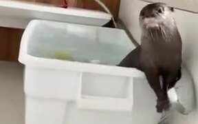 Otter Just Won't Share The Shower Head - Animals - VIDEOTIME.COM