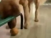 Dumb Pupper Tries To Retrieve Ball, Fails