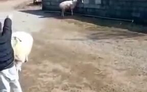 This Ram Is Literally The GOAT Of Football - Animals - VIDEOTIME.COM