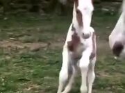 Adorable Foal Is Just 8 Hours Old