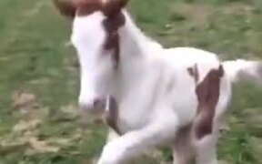 Adorable Foal Is Just 8 Hours Old - Animals - VIDEOTIME.COM