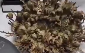 Resurrection Plant, Aka, The False Rose Of Jericho - Fun - VIDEOTIME.COM