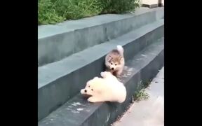 Cat and Dog - Funny Compilation - Animals - VIDEOTIME.COM