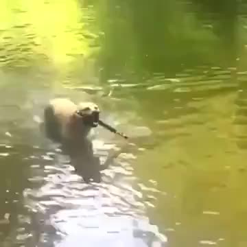 Doggo's A Professional At Holding The Stick
