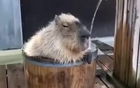 Capybara Takes The Most Relaxing Bath Ever - Animals - VIDEOTIME.COM