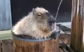 Capybara Takes The Most Relaxing Bath Ever