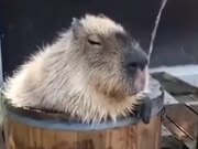 Capybara Takes The Most Relaxing Bath Ever