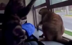 Cats Engaged In Fighting - Animals - VIDEOTIME.COM