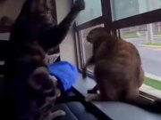 Cats Engaged In Fighting
