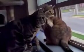 Cats Engaged In Fighting - Animals - VIDEOTIME.COM
