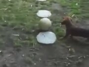 So Cute! Dog And Turtle Play With A Ball Together