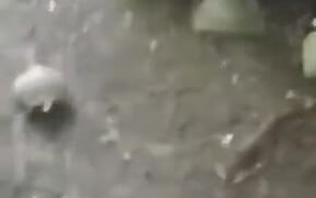 So Cute! Dog And Turtle Play With A Ball Together - Animals - VIDEOTIME.COM