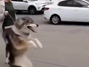 Doggo Walks On Two Legs Like A Human