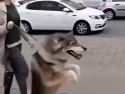 Doggo Walks On Two Legs Like A Human