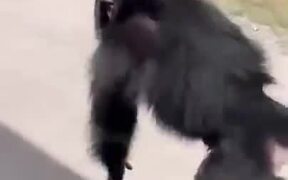 Chimpanzee Sees Owner, Jumps In Her Arms - Animals - VIDEOTIME.COM