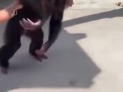 Chimpanzee Sees Owner, Jumps In Her Arms