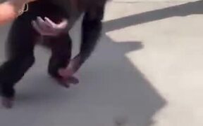 Chimpanzee Sees Owner, Jumps In Her Arms - Animals - VIDEOTIME.COM